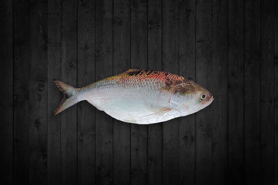 Hilsa fish for export from India